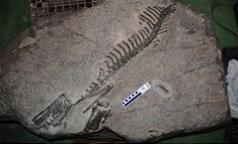 전곡항 인근 공룡화석